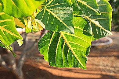 《二之国：交错世界》将于5月25日登陆PC和手机